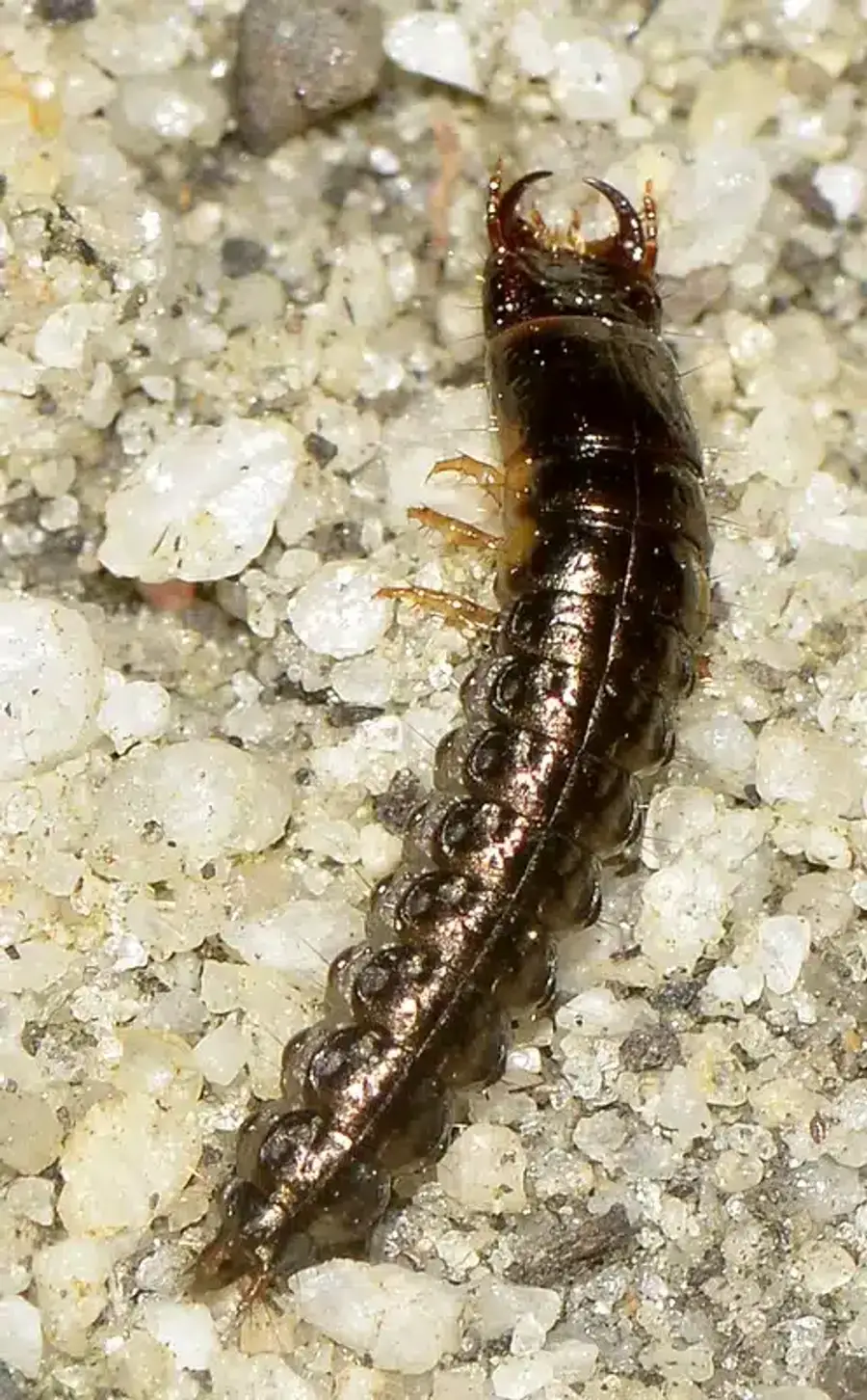 Larvae of a carnivorous insect on sand
