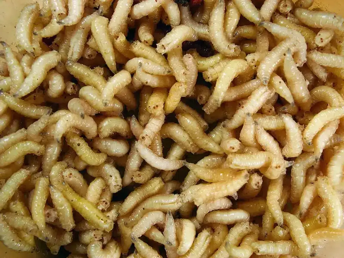 Bowl filled with larvae