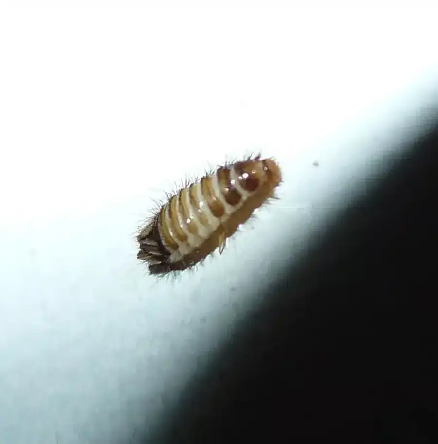 Larvae of a common pest