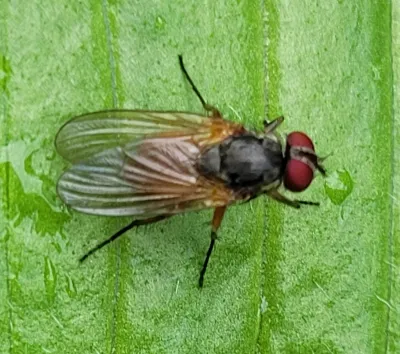 Close-up of a latrine fly showing its slender gray body and distinctive wing venation