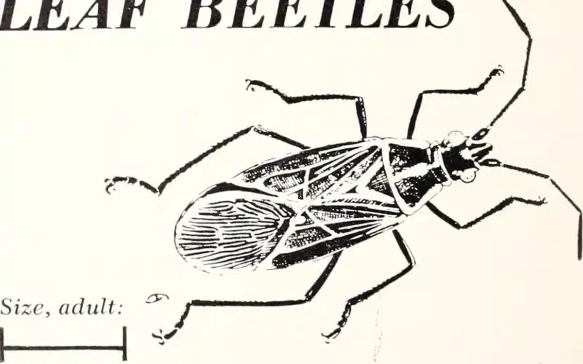 Illustration of a leaf beetle