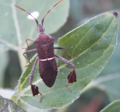 Adult leaf footed bug from above showing brown body with white band and characteristic leaf-shaped hind leg expansions