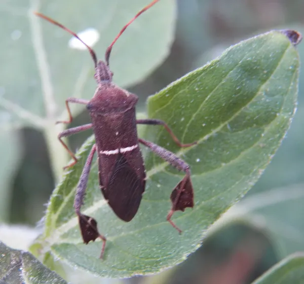 Adult leaf footed bug from above showing brown body with white band and characteristic leaf-shaped hind leg expansions