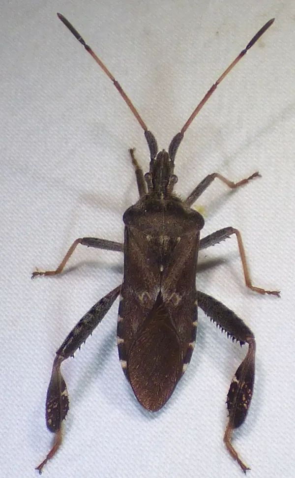 Dorsal view of a leaf-footed pine seed bug on a white surface showing its brown body, antennae, and characteristic leaf-shaped hind leg plates