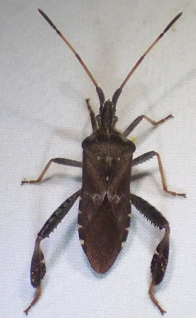 Dorsal view of a leaf-footed pine seed bug on a white surface showing its brown body, antennae, and characteristic leaf-shaped hind leg plates