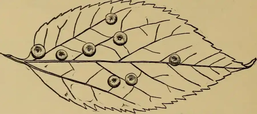 Illustration of a damaged leaf