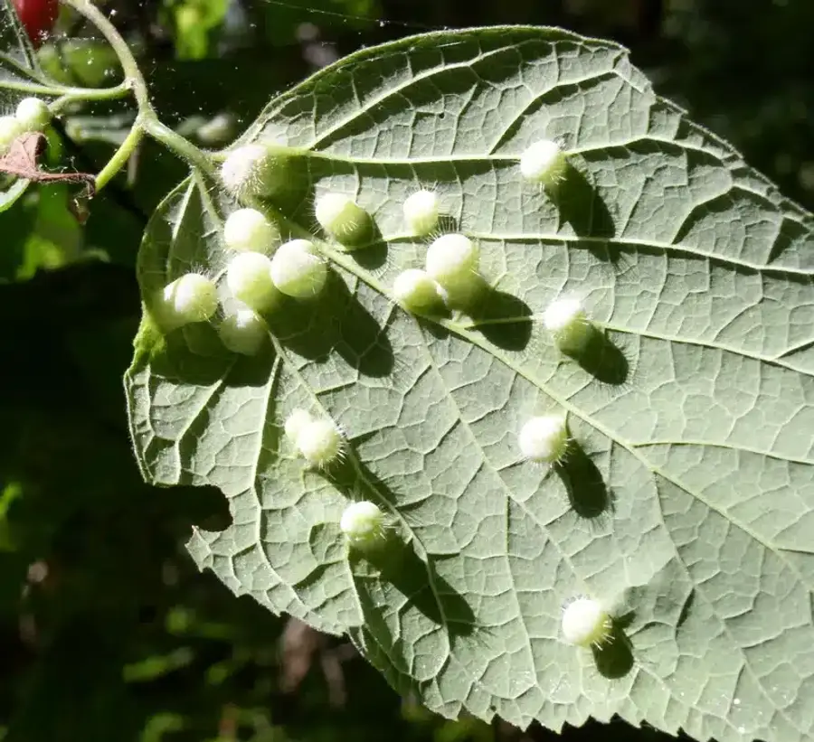 Leaf with white pest nodules