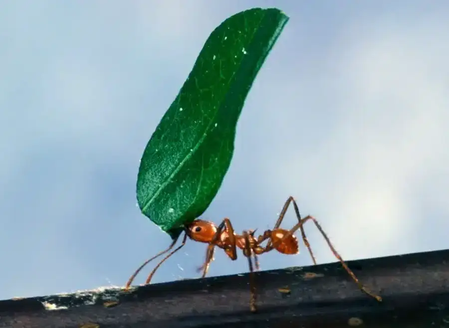 Leafcutter ant carrying a leaf