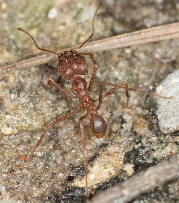 Top-down view of a Texas leafcutter ant on soil showing its reddish-brown body, spiny thorax, all six legs, and antennae