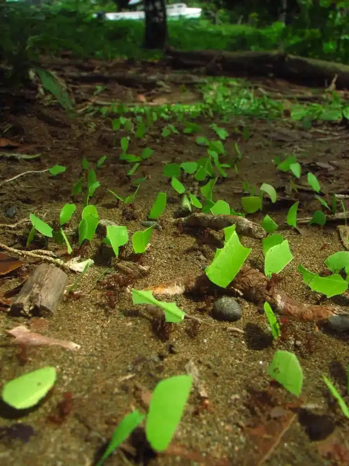 Leafcutter ants carrying leaf pieces