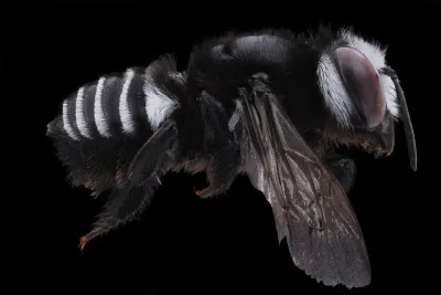 Side profile of a leafcutter bee showing distinctive white abdominal bands against a black background