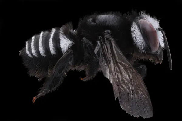Side profile of a leafcutter bee showing distinctive white abdominal bands against a black background