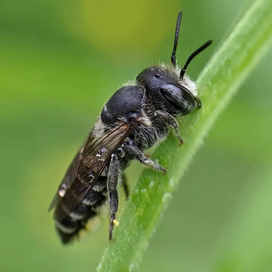 Black leafcutter bee with pale abdominal bands resting on a green leaf