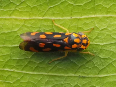 Adult leafhopper showing distinctive spotted pattern and wedge-shaped body on green leaf