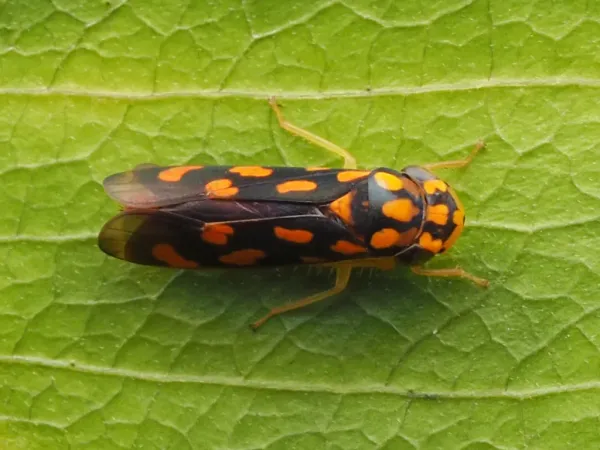 Adult leafhopper showing distinctive spotted pattern and wedge-shaped body on green leaf