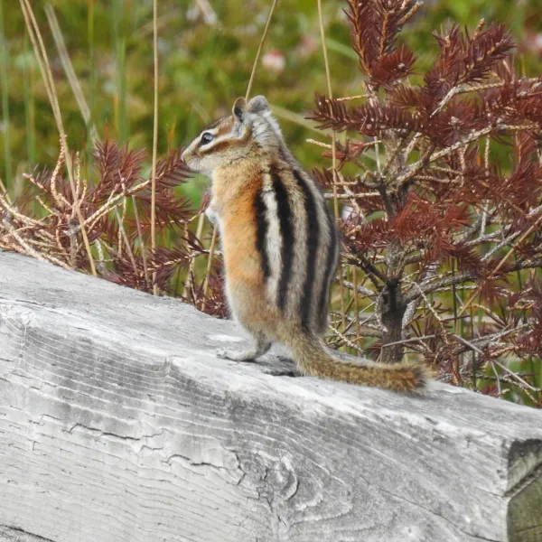 Least chipmunk standing upright on a wooden log showing distinctive striped back pattern