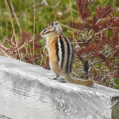 Least chipmunk standing upright on a wooden log showing distinctive striped back pattern