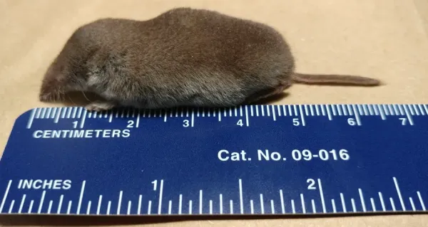 Top-down view of a least shrew next to a ruler showing its small size and brown fur