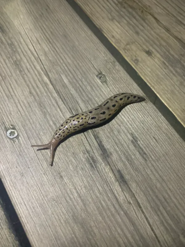Leopard slug showing distinctive spotted pattern crawling on wooden deck boards