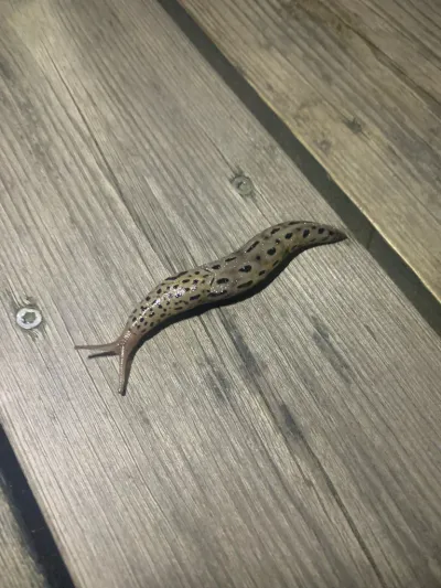 Leopard slug showing distinctive spotted pattern crawling on wooden deck boards