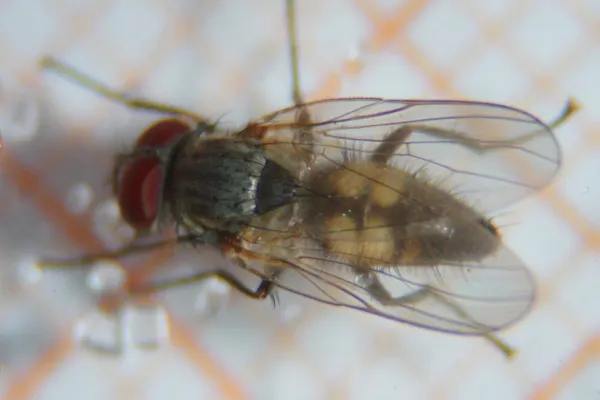 Top-down view of a lesser house fly showing its gray body with faint stripes and translucent wings