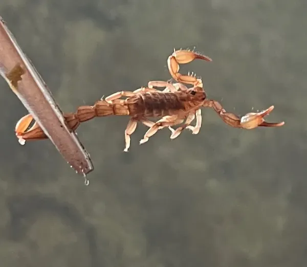 Lesser stripetail scorpion in profile showing full body, pincers, segmented tail, and legs against a soft background