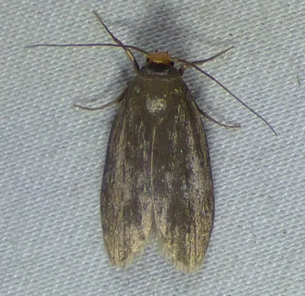 Top-down view of a lesser wax moth showing its silver-gray wings, distinctive yellow-orange head, and full body structure