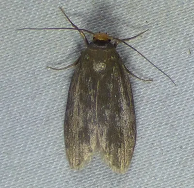 Top-down view of a lesser wax moth showing its silver-gray wings, distinctive yellow-orange head, and full body structure