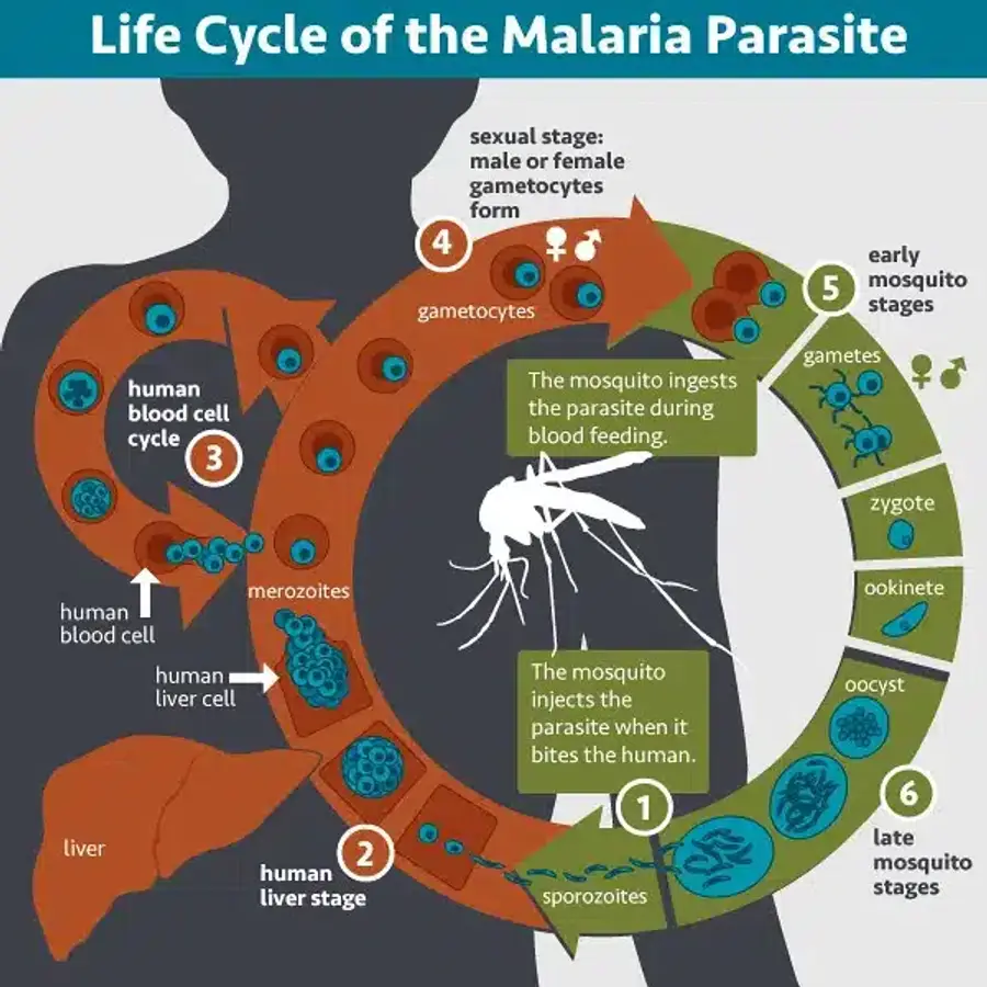 Diagram of the malaria parasite life cycle