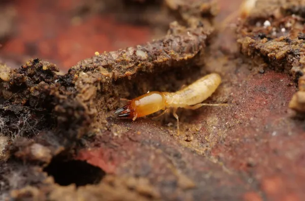 Light southern subterranean termite worker with pale yellowish body on decomposing wood