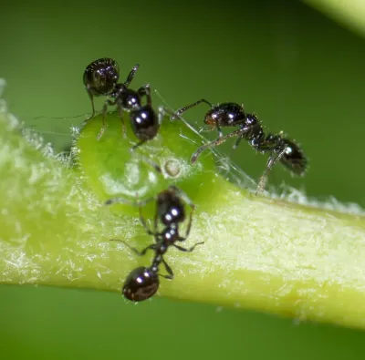 Close-up of little black ants tending aphids on a green plant stem