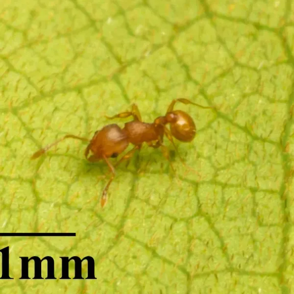 Close-up of a little fire ant on a green leaf showing characteristic light orange-brown coloration and small body size with 1mm scale reference