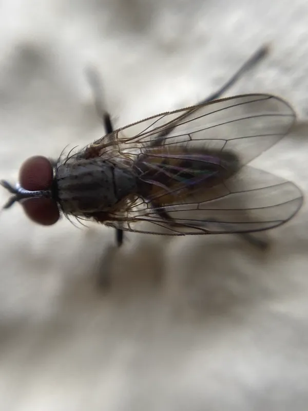 Top-down view of a little house fly showing gray thorax with faint stripes