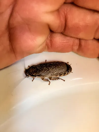 Lobster cockroach viewed from above showing mottled gray-brown body with dark markings