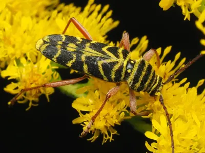 Locust Borers