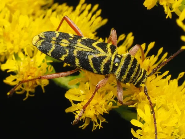 Locust borer beetle seen from above on yellow goldenrod flowers, showing its black body with bright yellow bands and reddish legs
