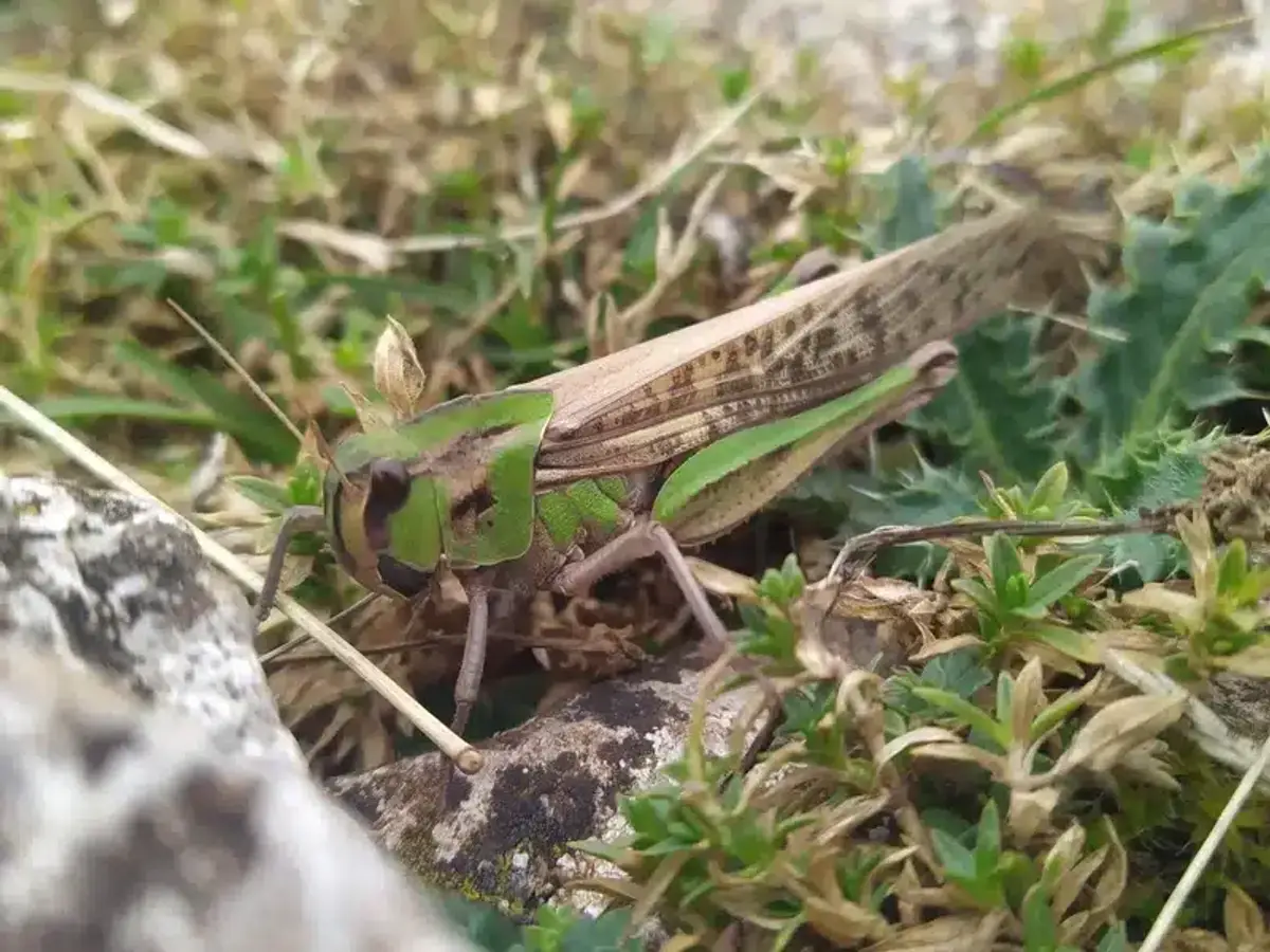 Detailed close-up view of a locust showing key identifying features
