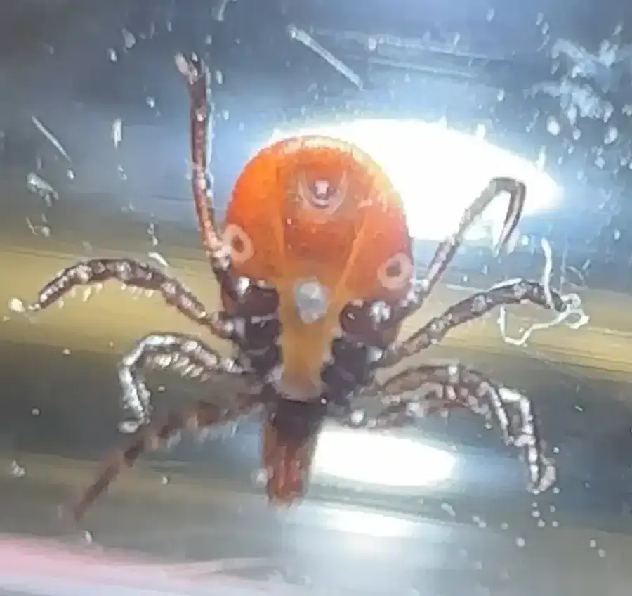 Close-up of an adult female lone star tick showing the single white spot on its back
