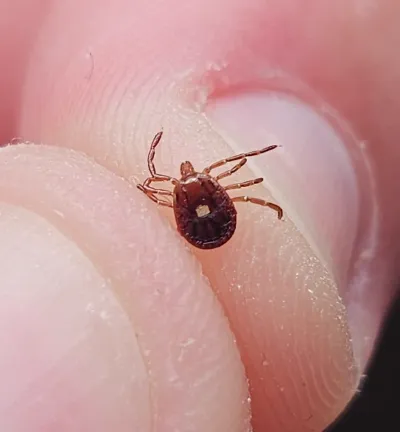 Lone Star Ticks