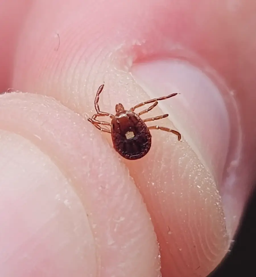 Lone star tick with a white spot on its back sitting on a fingertip