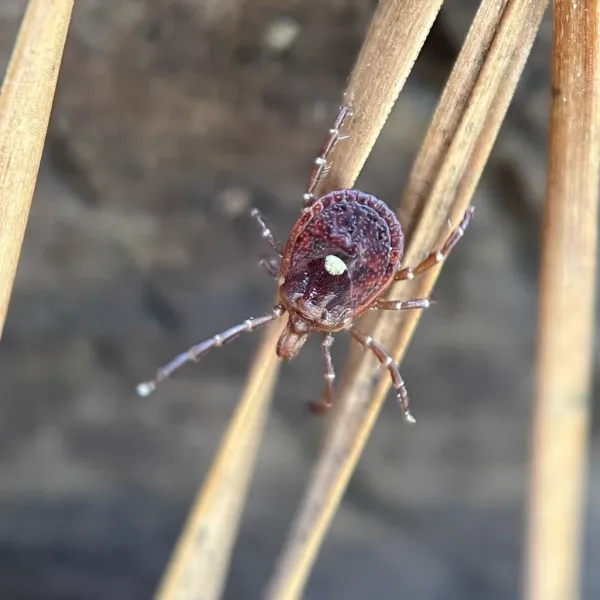 What Happens If You Get Bit by a Lone Star Tick?