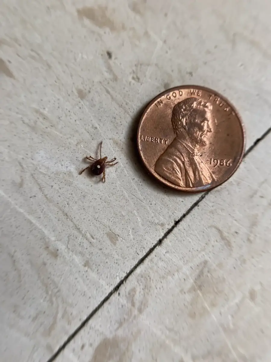 Lone star tick next to a penny for size comparison