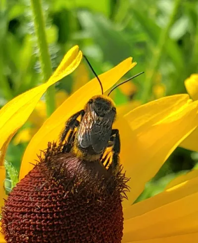 Long-horned bee with characteristic long antennae foraging on a black-eyed Susan flower