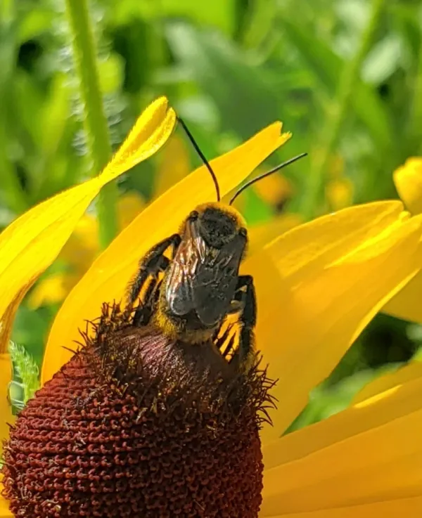 Long-horned bee with characteristic long antennae foraging on a black-eyed Susan flower