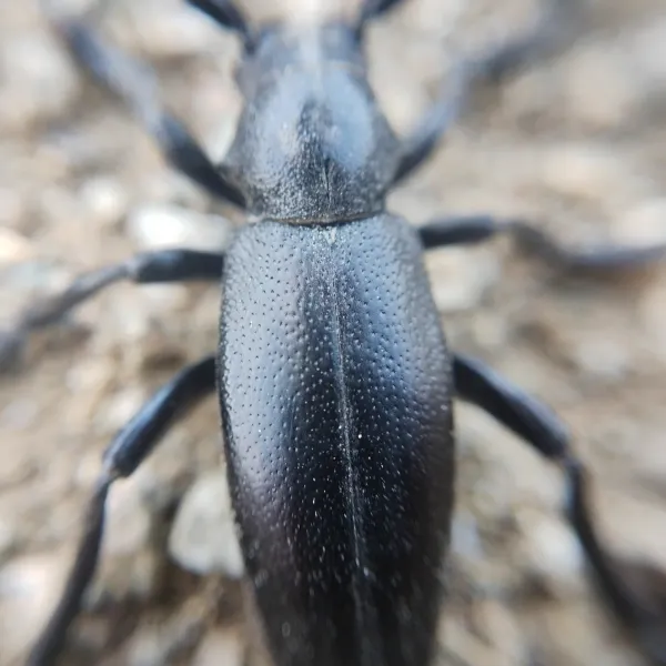 Top-down view of a black longhorn beetle showing its elongated body and characteristic long antennae