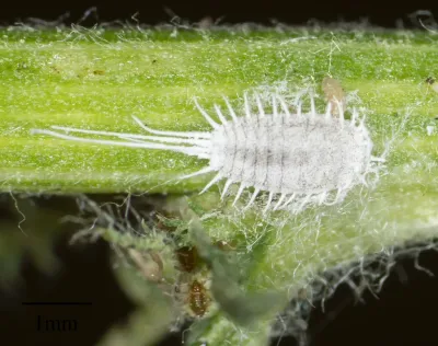 Top-down macro photograph of a longtailed mealybug on a green plant stem showing white waxy coating and long tail filaments