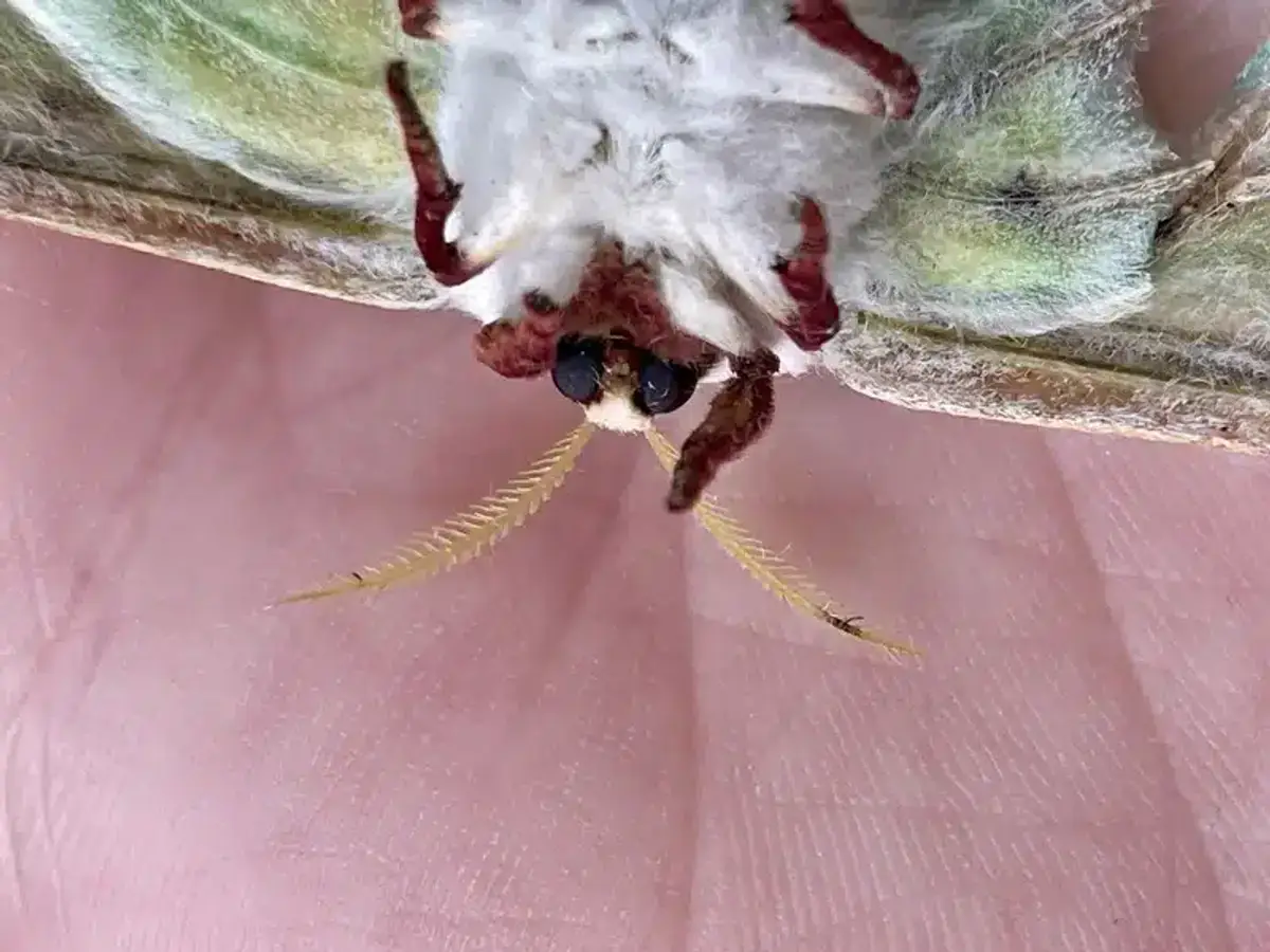 Close-up of a luna moth showing its large feathery antennae