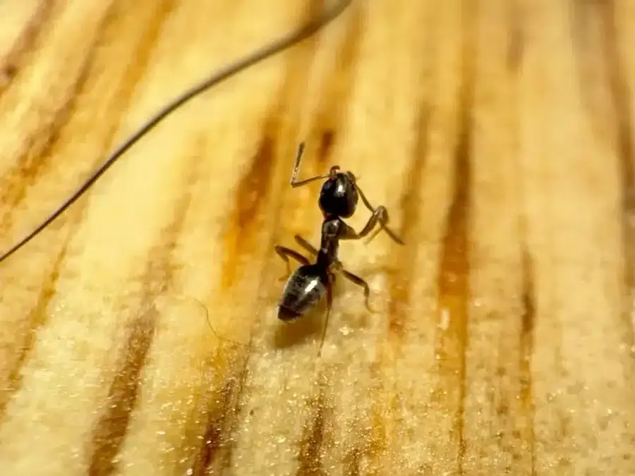 Sugar ant on wooden surface