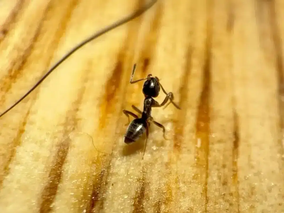 Macro shot of a single ant on a wooden surface