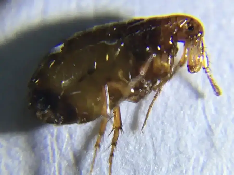Macro view of flea mouthparts and legs